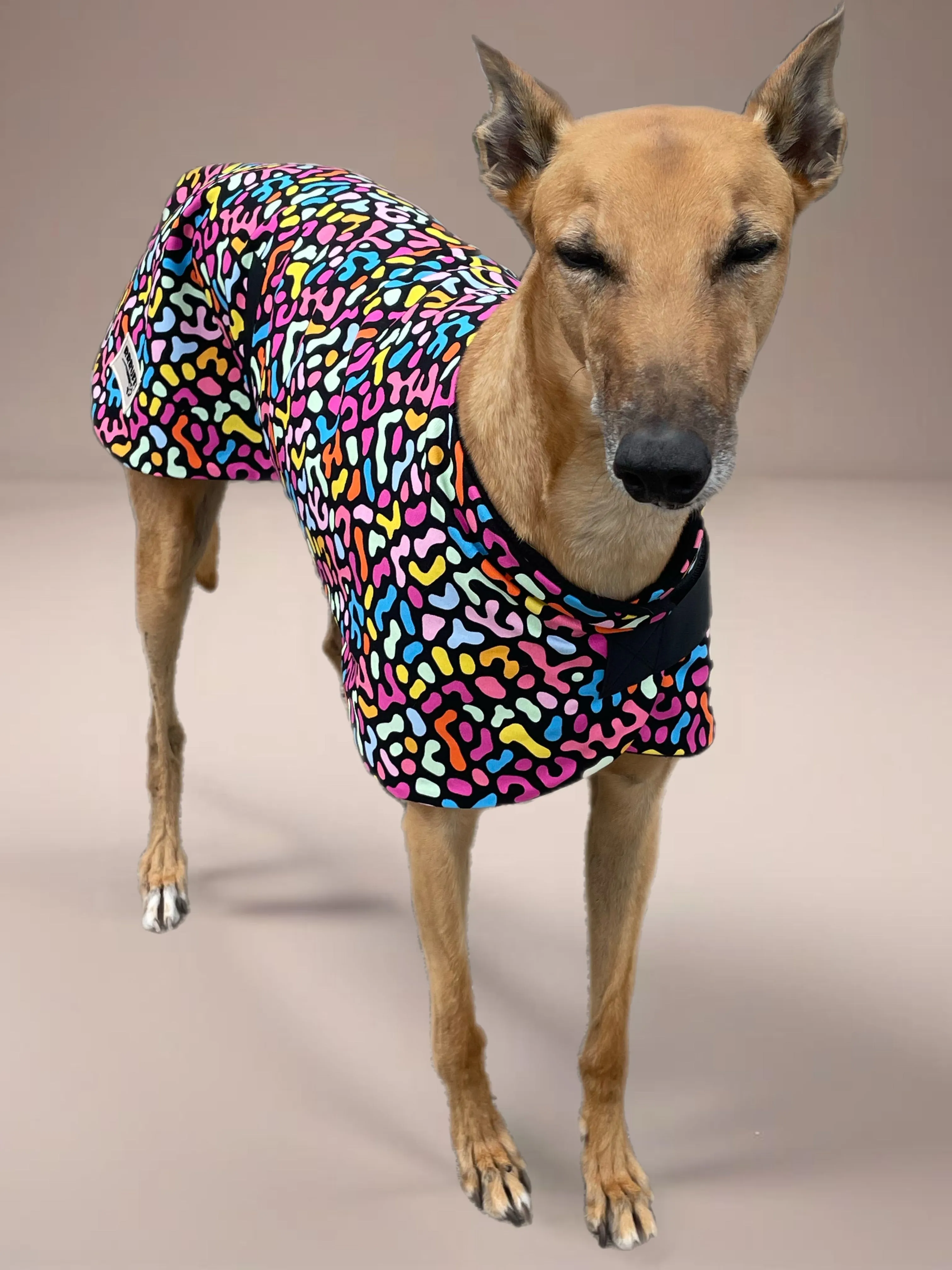 Colorscope classic style Greyhound coat in a lightweight cotton & plush fleece combo washable